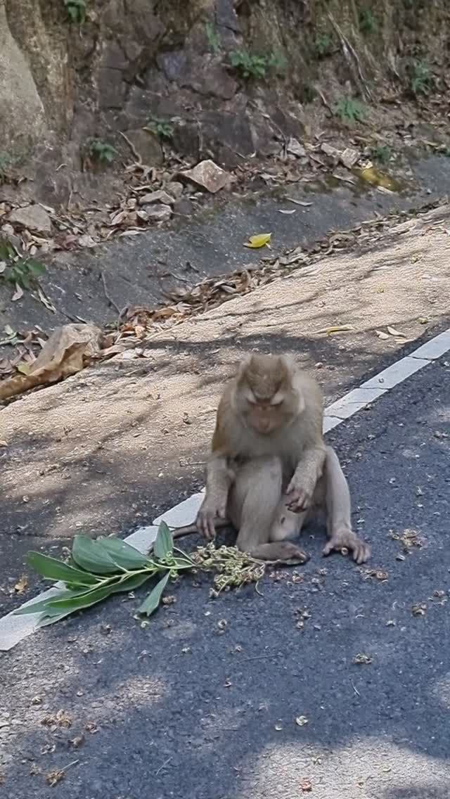 Thailand 2024, Monkey Hill, The monkey is eating Обезьянка