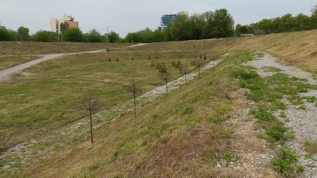 В Ландшафтном парке Запорожья засохли все молодые деревья