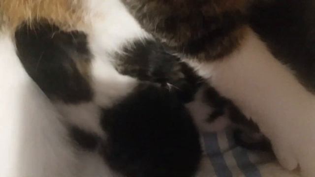 Кошка родила? сколько котят ?