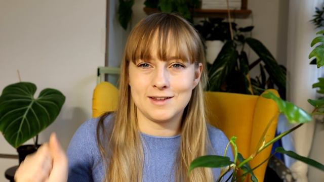 Kolekcja filodendronów (po roku)!