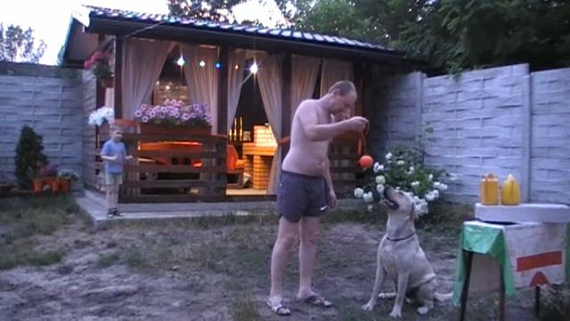 Супер игрушка для выгула лабрадора/Super toy for walking the Labrador