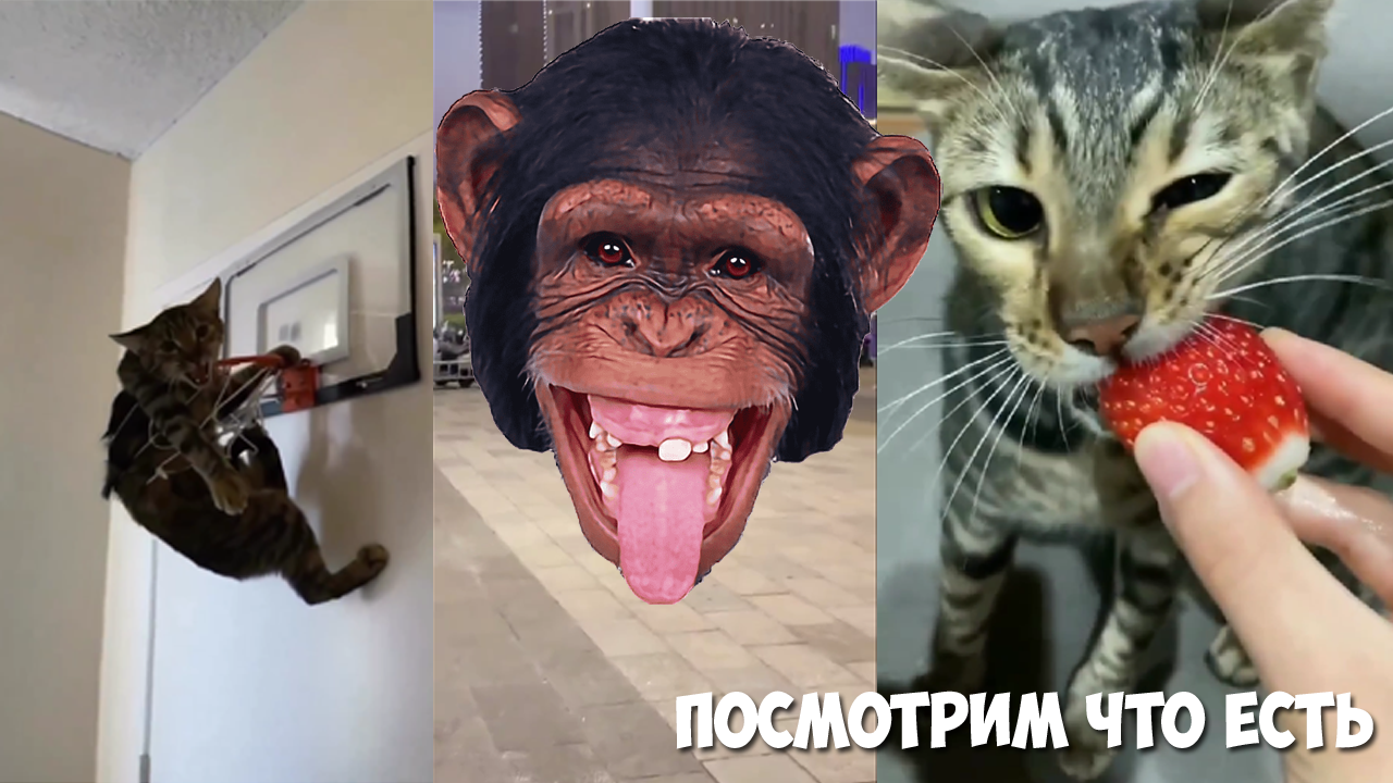 Самое смешное и доброе видео про животных и детей. Маленький котенок-монстрик, милый корги и другие