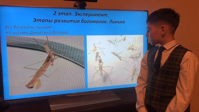 Богомол - полезное насекомое в природе и сельском хозяйстве