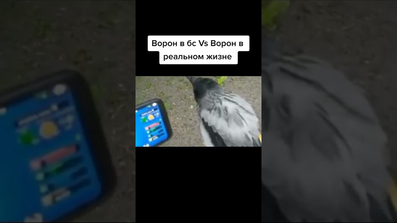 ворон в реале #shorts #brawlstars #galdengames
