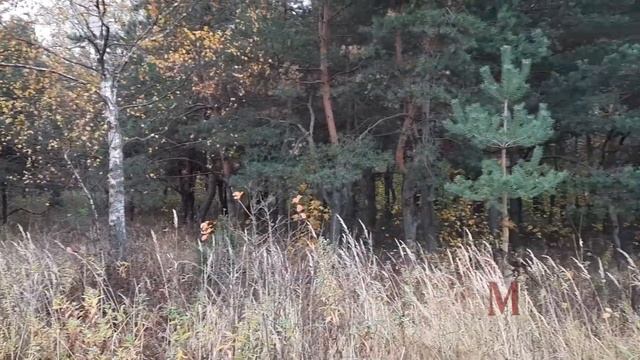 Дикое поле #выхино #жулебино