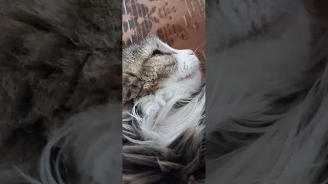 милашка