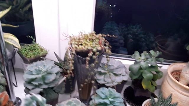Джунгли в квартире.  Обзор суккулентного подоконника. Новые растюхи детки цветение.