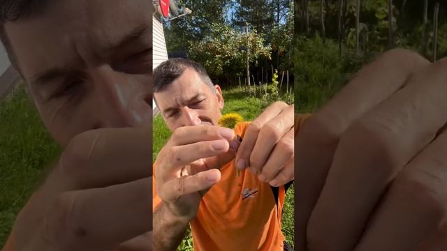 Это поможет быстро снять зуд от укуса Осы или Пчелы ☝️