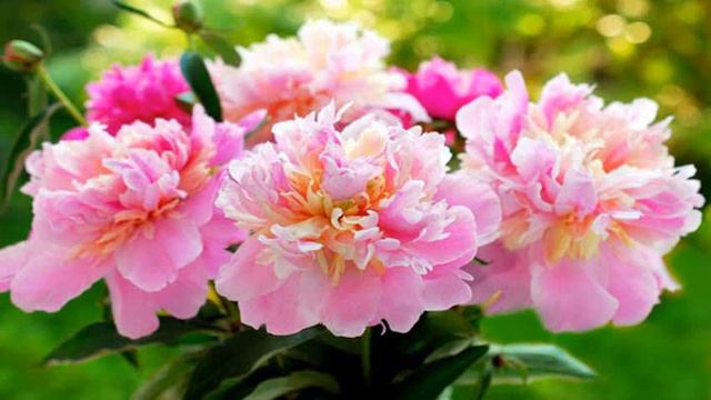 How to Grow Peonies Flowers