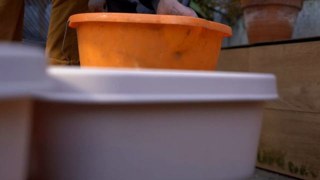 Tips to Grow lots of Ginger in Container