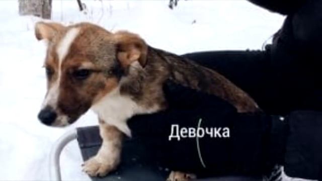 Собаку погладили впервые в жизни. На это невозможно смотреть без слёз. Верится с трудом!
