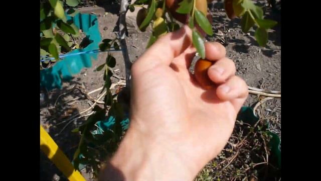 Зизифус  унаби китайский финик дегустация 4 сортов. tasting zizifus unabi