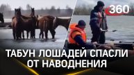Сотрудники МЧС спасли табун лошадей в Тюменской области