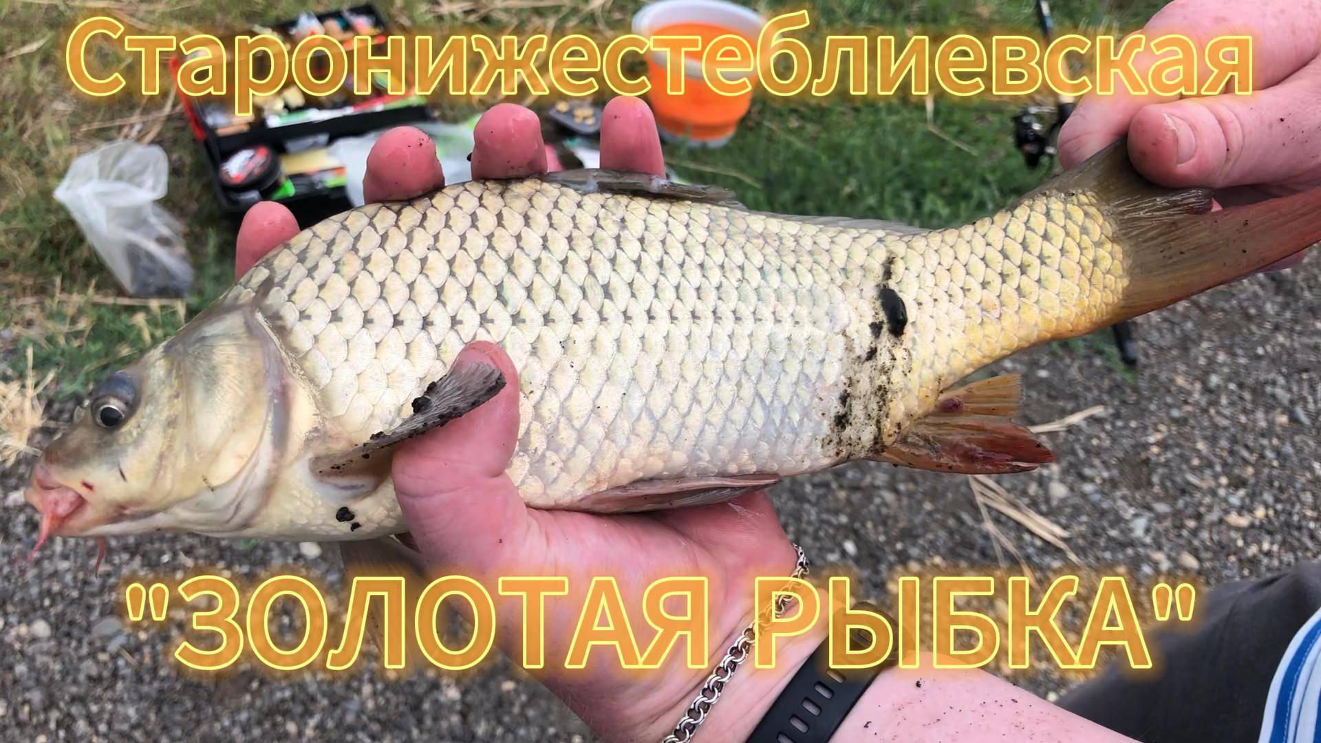 Водоём "ЗОЛОТАЯ РЫБКА". Рыбалка в Старонижестеблиевской. Ожидали большего...