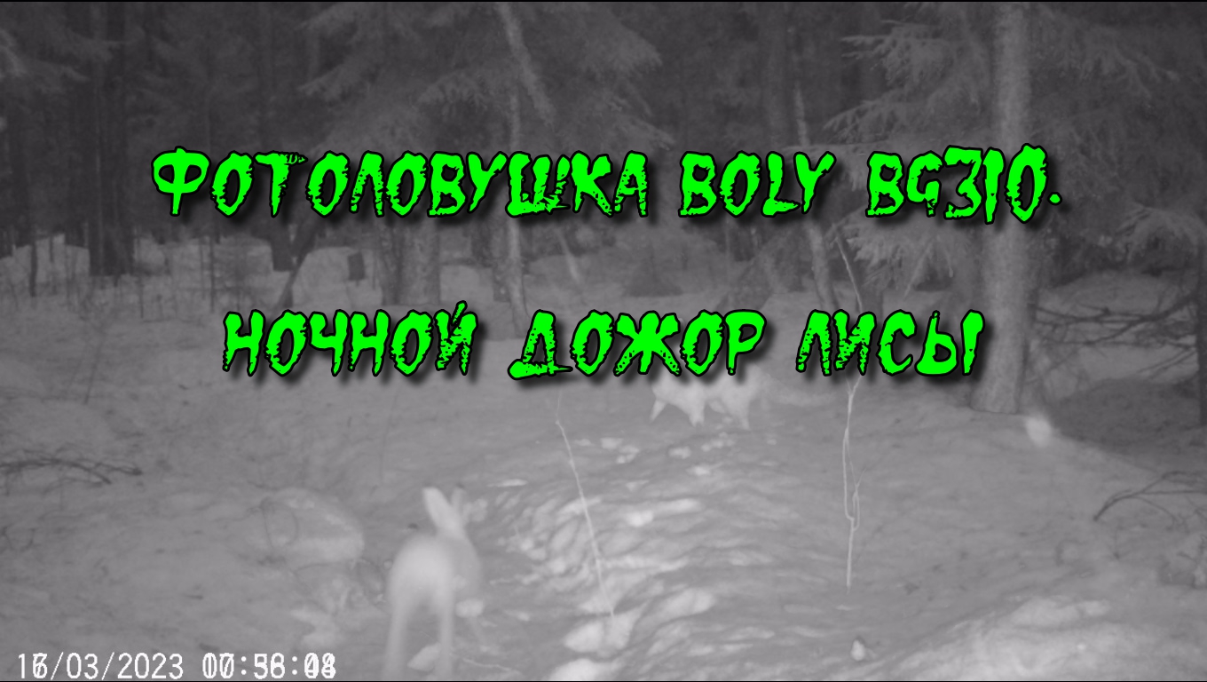 Фотоловушка BOLY BG310. Эпизод 3. Ночной дожор