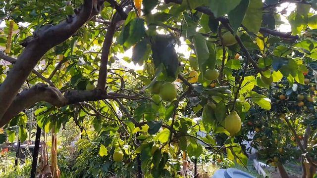 Mid Winter 2018 tropical Garden Update