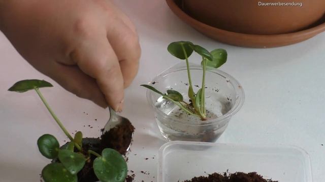 Ufopflanze, Pilea Peperomioides die kleinen Babys einpflnazen
