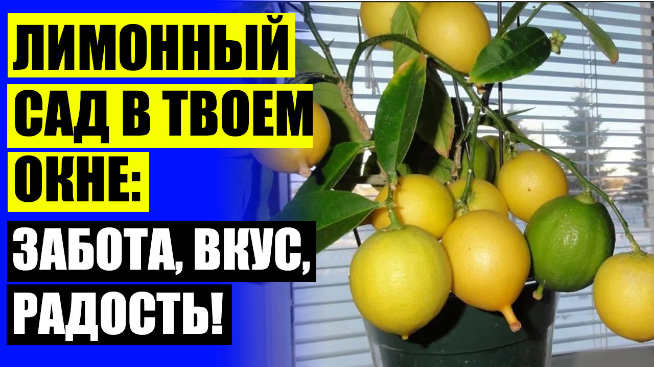 ⚡ Лимон цветок домашний 🔥 Лимон майкопский 💣