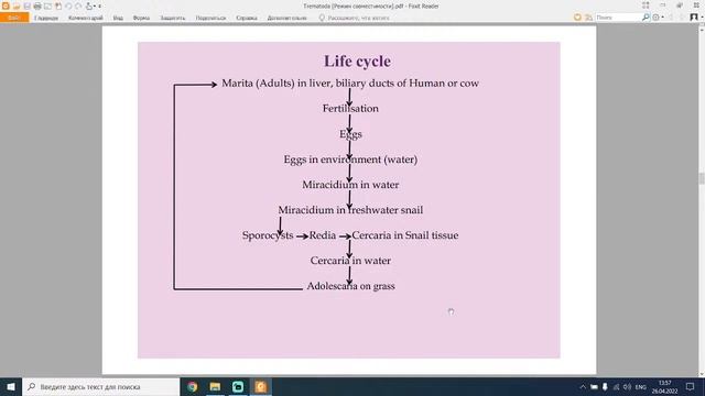 MIkheeveNA_Biology_Лекция_14_26/04/22