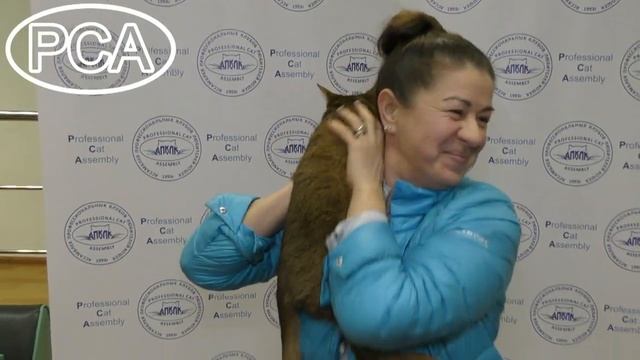 Абиссинская кошка. Выставка кошек PCA on-line.