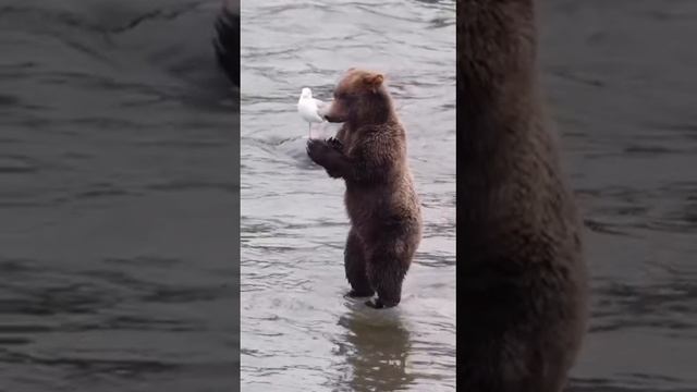 Медвежьи танцы

Бурый мишка, что то высматривает в водах реки.
Спасибо за внимание! 

😍— природа пр