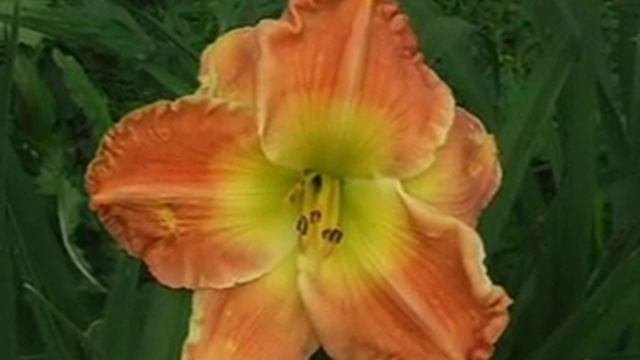 Лилейник daylily TEXAS BIG RED