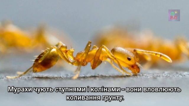 Мурахи? Що ми знаємо про них?