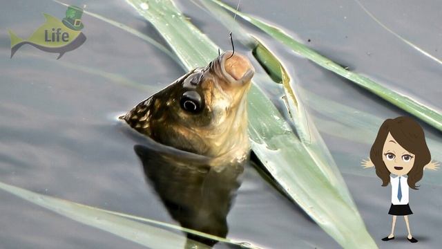 На что клюет карась весной? На что ловить карася весной? Наживки на карася весноЙ!