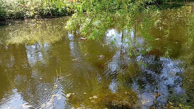 Утки плавают на пруду на Аптекарском огороде. 
Снято 21.05.2024.