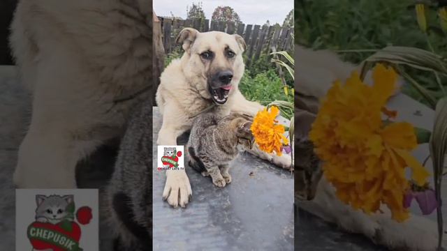 Вербуся ОСобенная ❤️ не такая как все 😻💐🐶 #kittenanddog