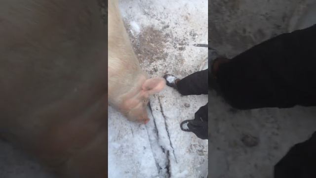 забой свиньи