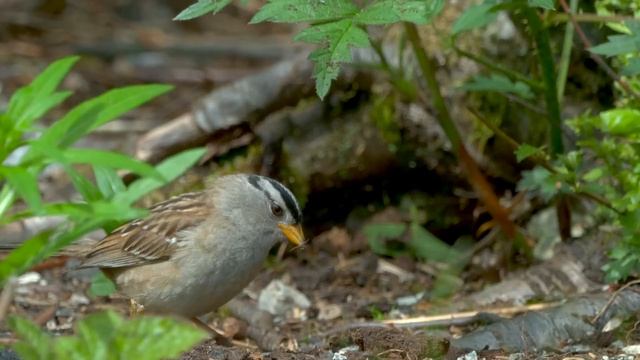 Cat and Dog TV 4K?Baby Bunnies and Bird Friends?Calming Pets with Garden Birds, Squirrels, Pigeons