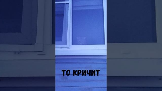 Васька сплюхен и крикун