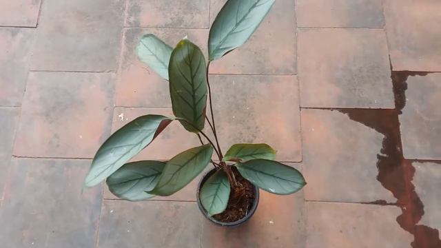  CTENANTHE SETOSA GREY STAR  CARE TIPS 