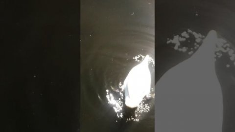 Перевёрнутый лебедь и рыбки в воде.