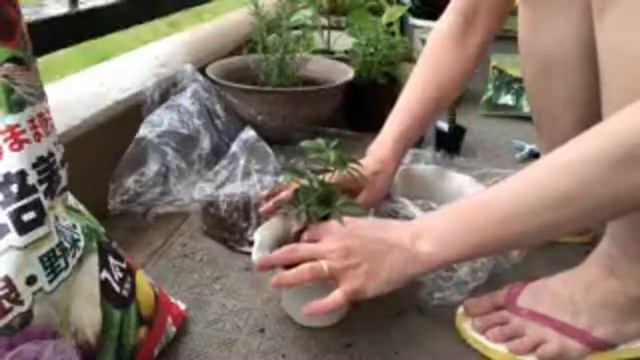 How to grow lucky plants 🥰