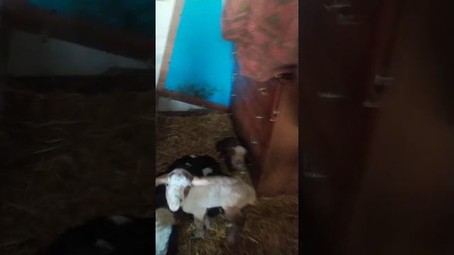 ИНГУШЕТИЯ/ КЕРДА  ХОАМАЖ