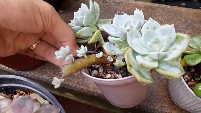 MAY SUCCULENT NA TUMILAPON