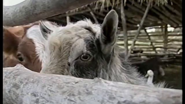 История Охранник Черненков