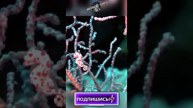 Карликовый морской конёк - Hippocampus bargibanti #animals #интересно