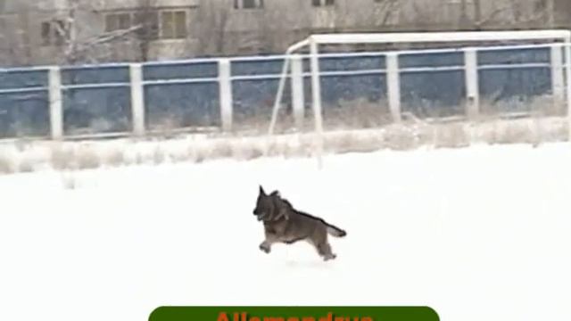 Wölfin von Karthago. Тренировки с Павлом Губиным с 9 по 13 января 2009 г. Часть 2.