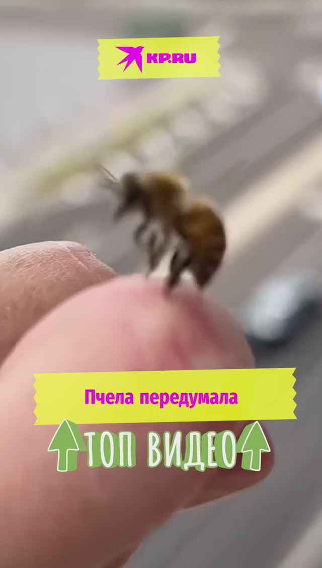 Пчела передумала