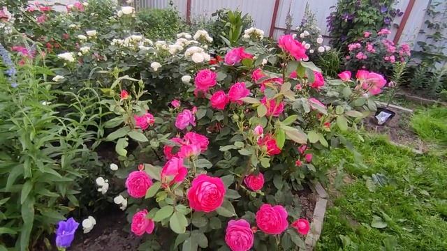 Цветение роз 2021 ?Бенджамин Бриттен  Rose Benjamin Britten