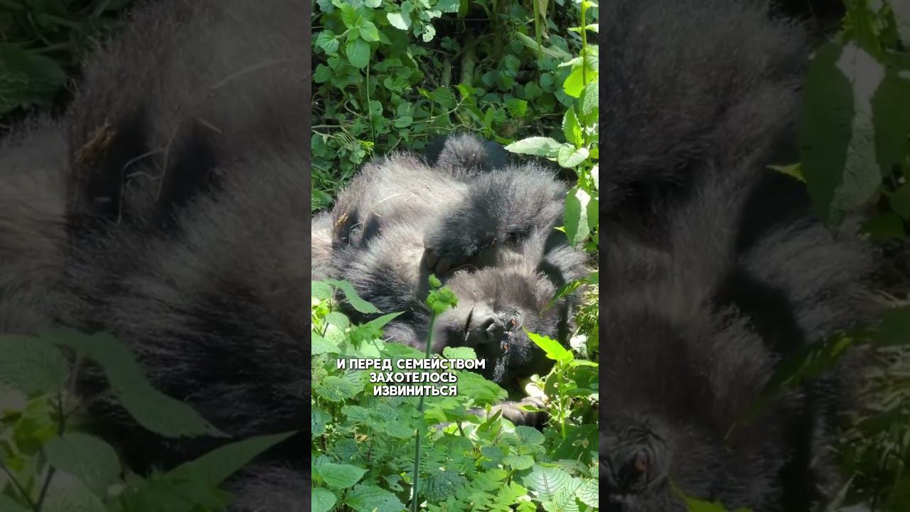 Гориллы Руанды. Полное видео на моем канале #гориллы #африка #обезьяны #дикая_природа
