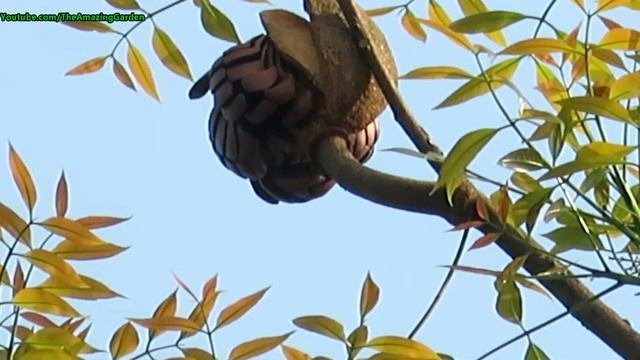 Mahogany seeds on tree