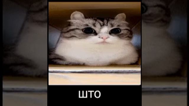 кот што