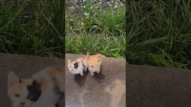 Can You Translate These Kittens