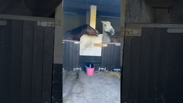 Эмоциональное общение лошадей 🤠🤬