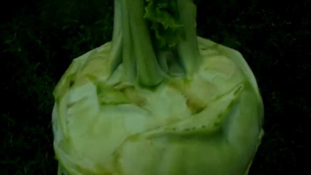 Капуста кольраби
