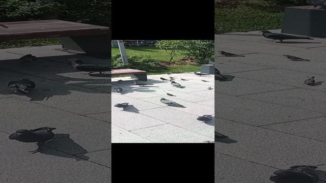 Кормления птиц на улице